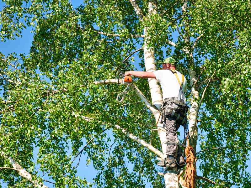 Tree Motring Tree Removal in Corning, NY | CS Tree Service and Landscaping